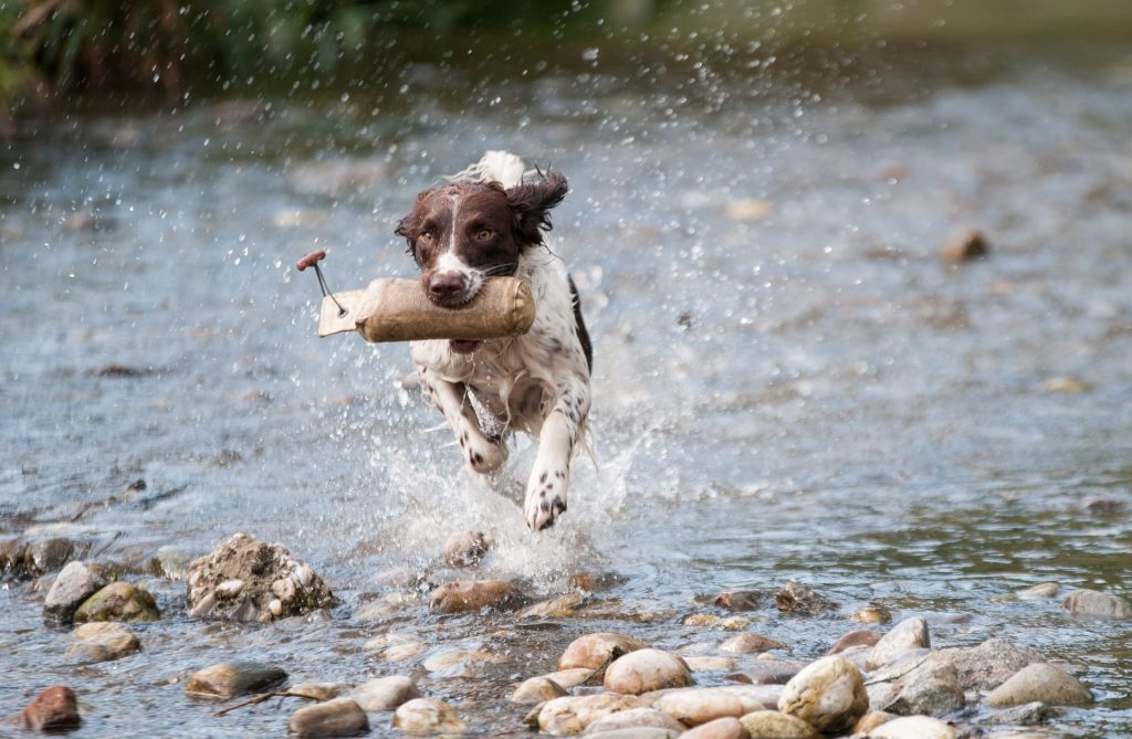 Wasservergiftung beim Hund durch Apportieren