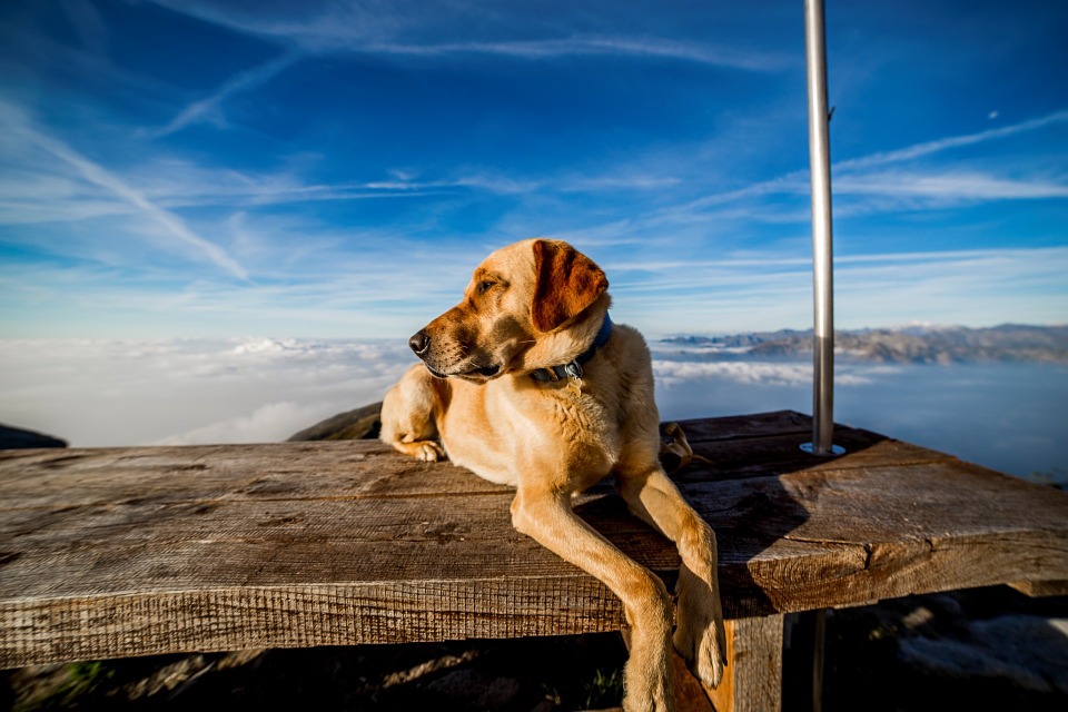 Tierischer Heimaturlaub: Reiten, Wandern, Baden mit Hund