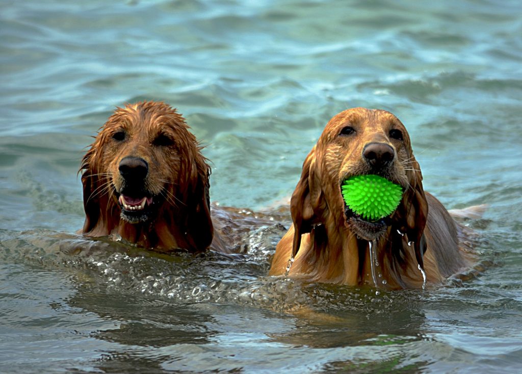 Wasservergiftung beim Hund durch Spielen im Wasser