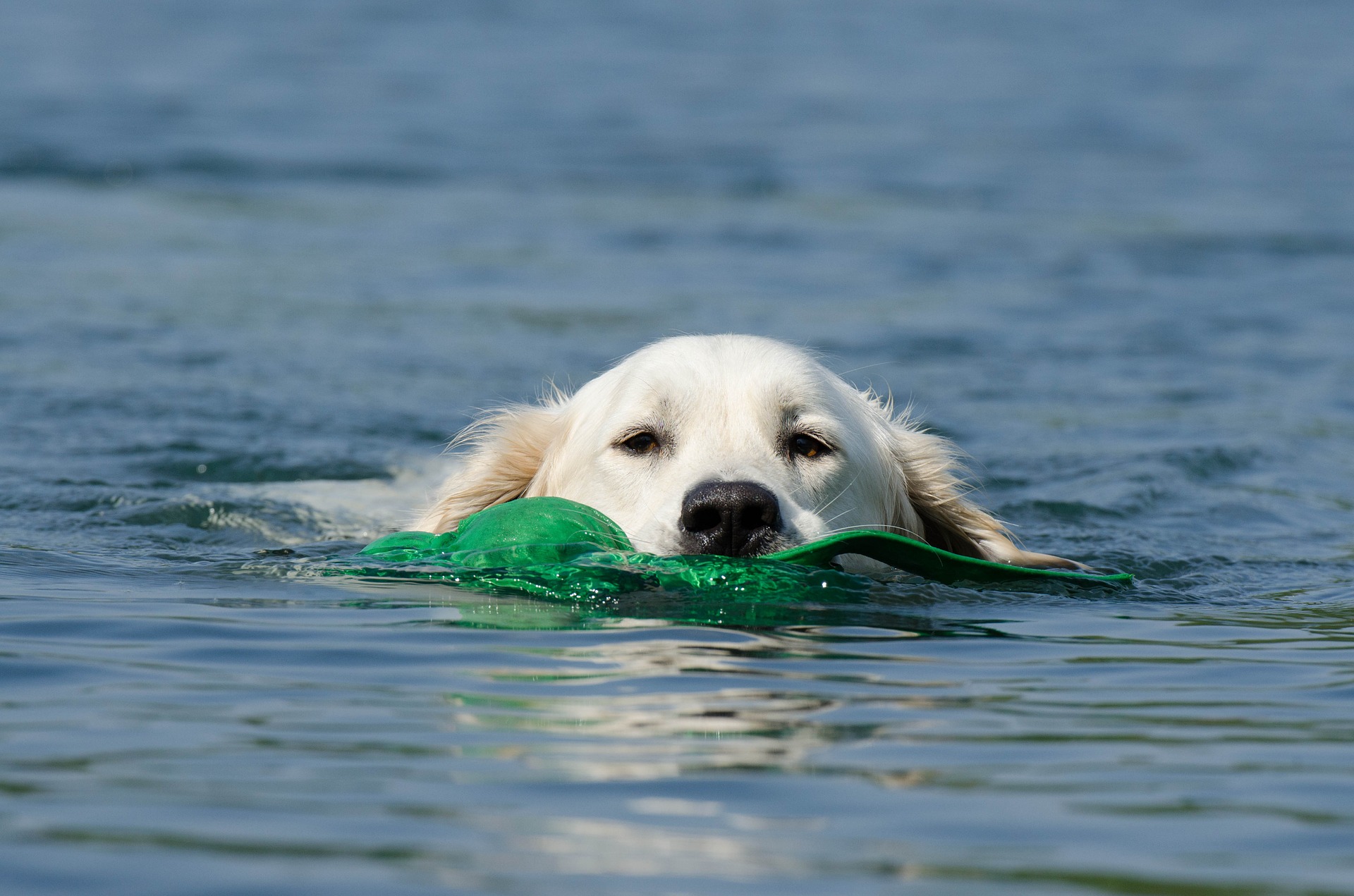 Wasservergiftung beim Hund: verkannte Gefahr im Sommer