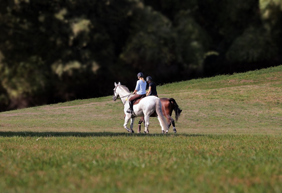 Wandern, Reiten, Baden mit Hund