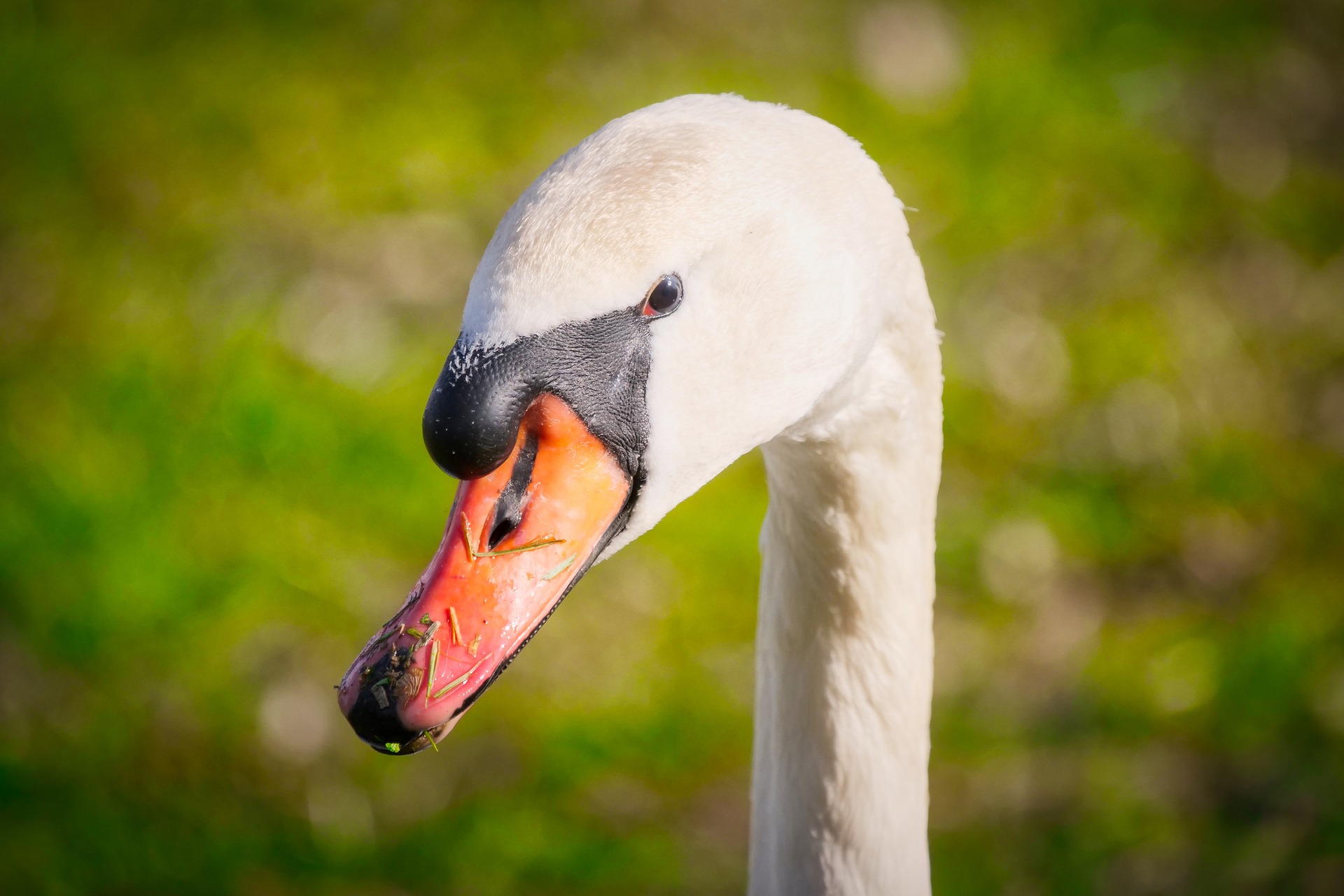 Doppeleinsatz für Tierrettung: Schwäne schlucken Angelhaken