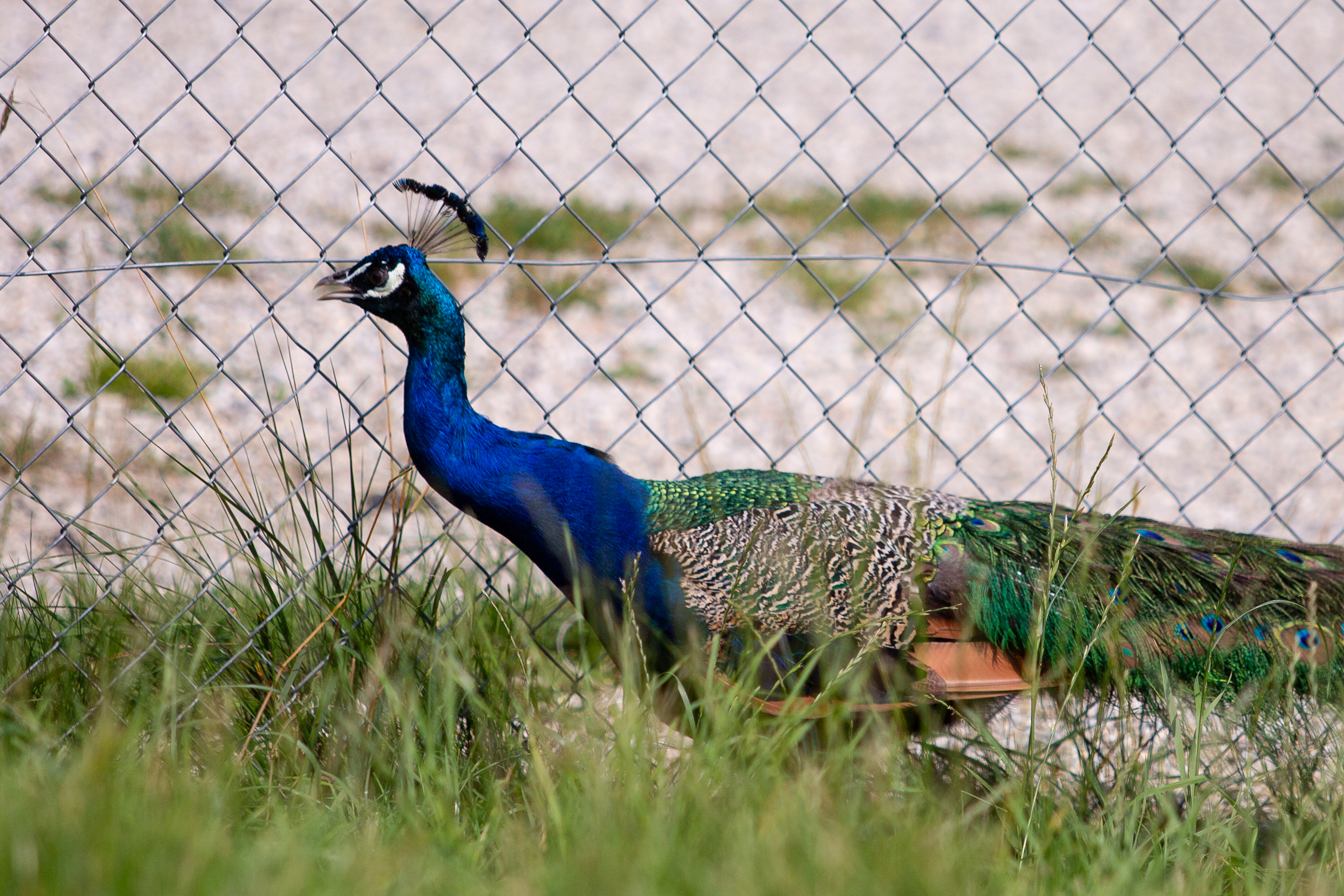 Wilder Pfau „Waldemar“ vor Abschuss gerettet