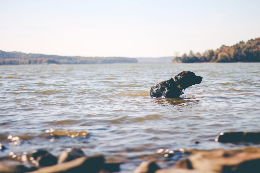 Camping mit Hund