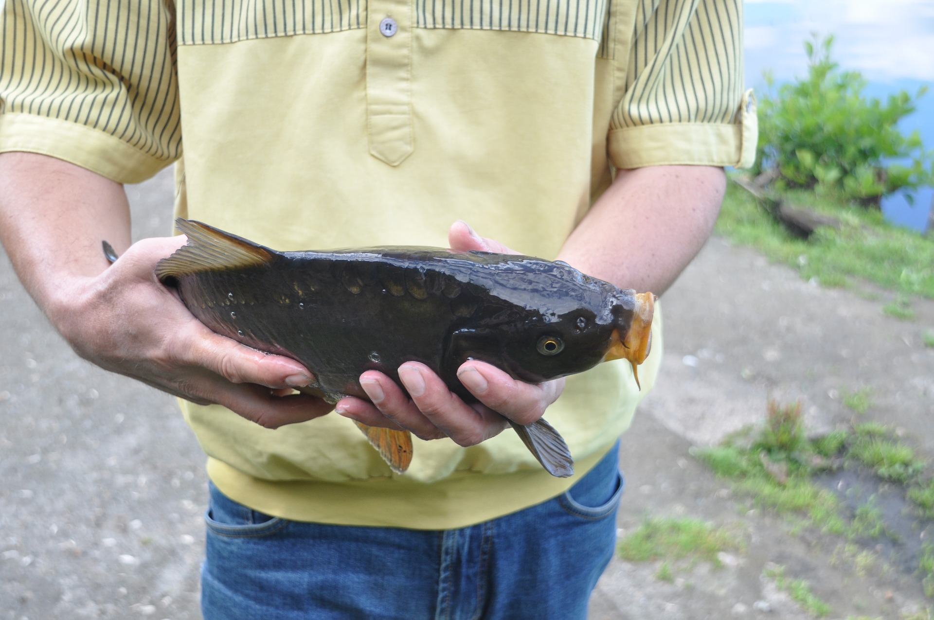 „Catch and Release“-Angeln: Hobby oder Tierquälerei?