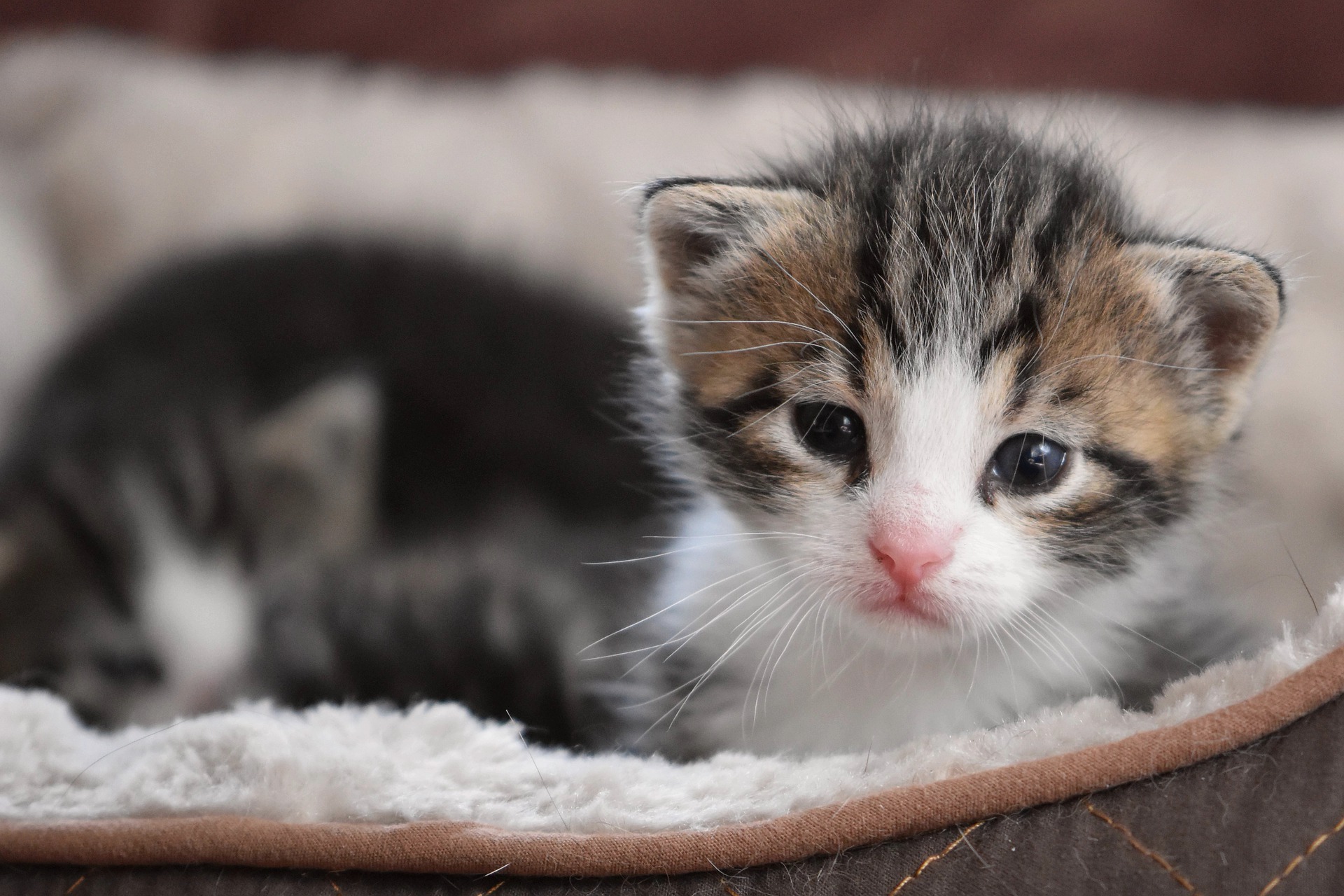 Katzenbabys suchen ein Zuhause