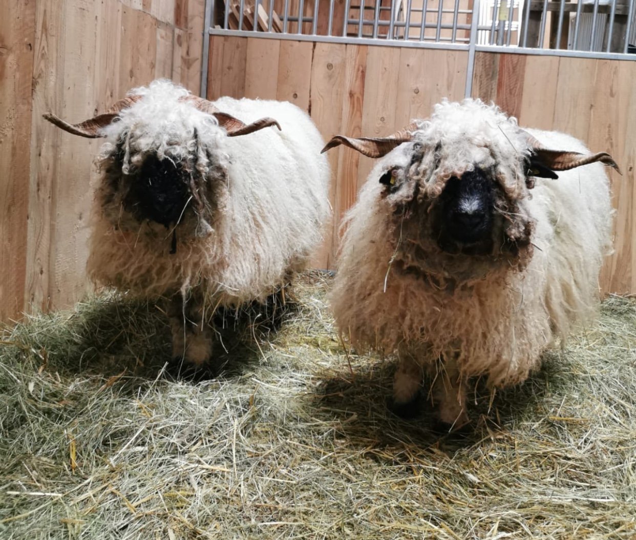 Walliser Schwarznasenschafe gerettet