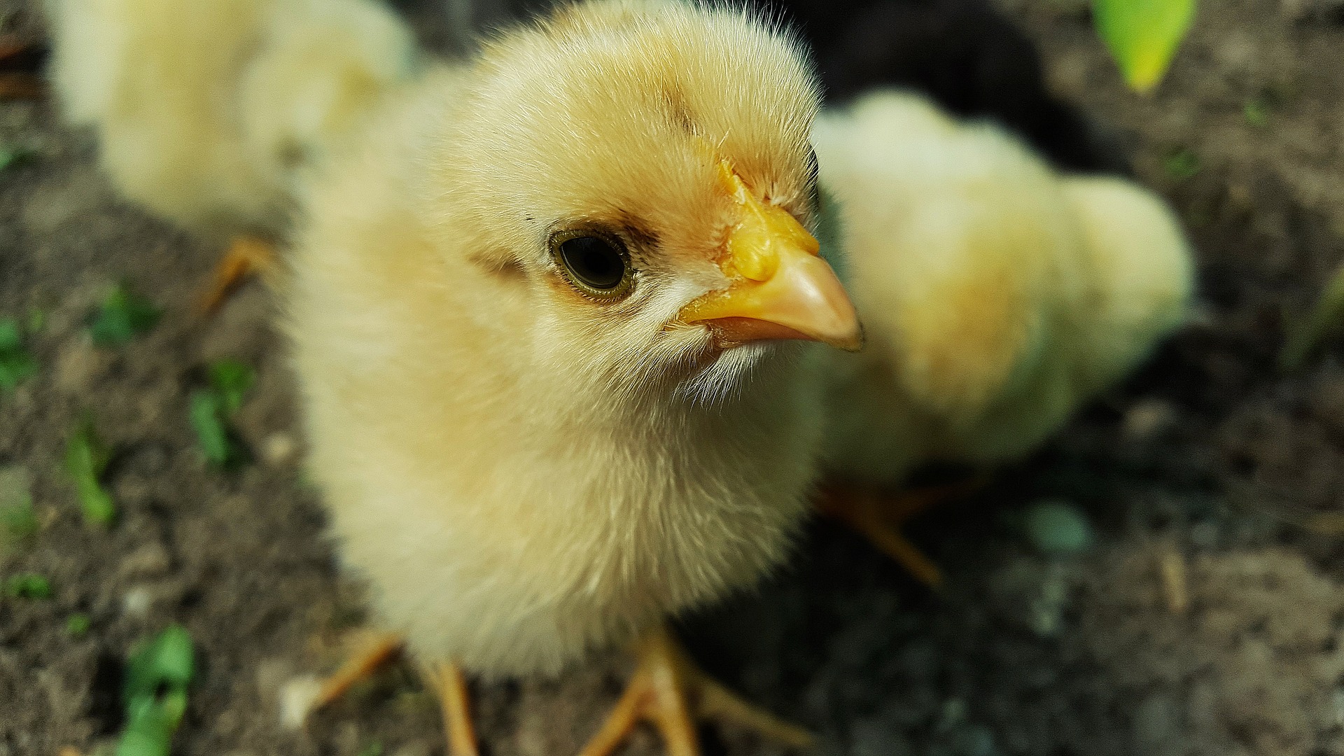 Österreichisches Tierschutzgesetz: wo Nachholbedarf besteht