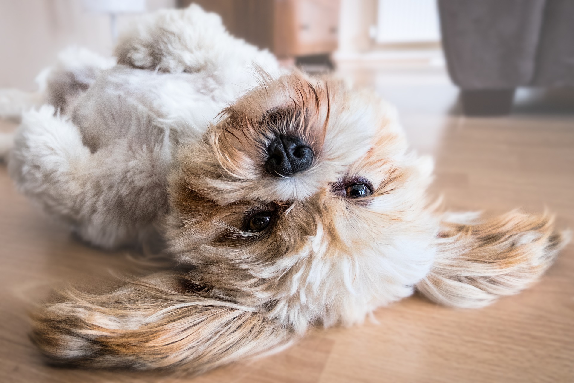 Wo Hunde die Schnauze vorne haben