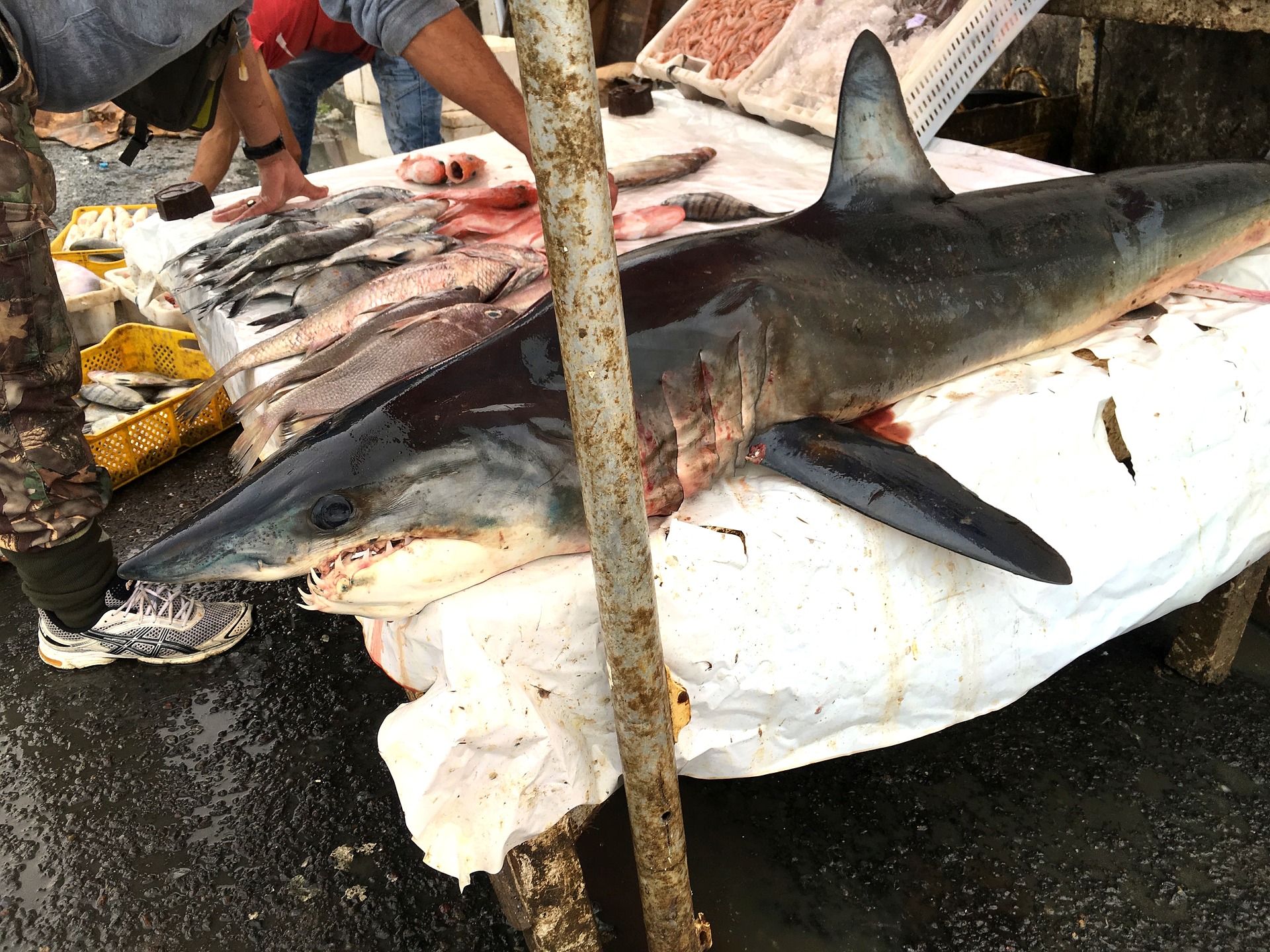 Squalen aus Haifisch-Leber: mehr als ein Wirkstoffverstärker