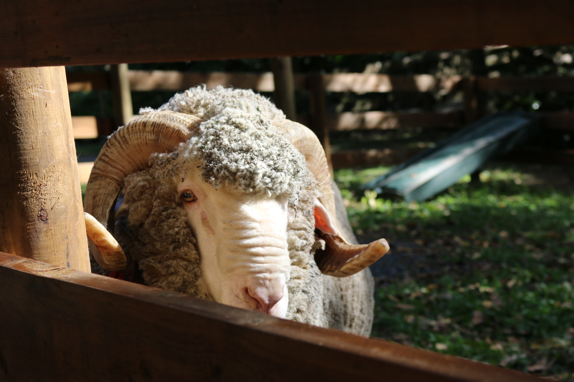 Mulesing: das Leiden der Merinolämmer