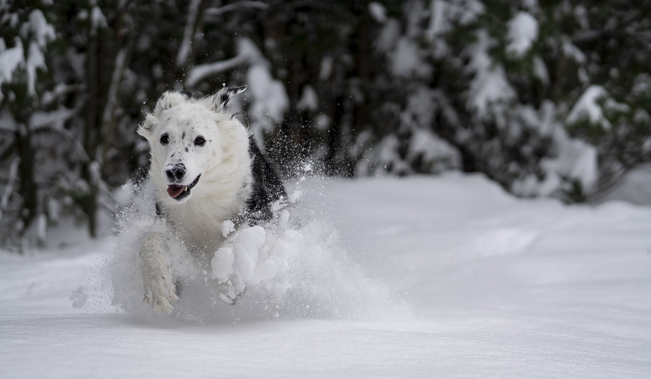 5 Tipps für Hunde im Winter