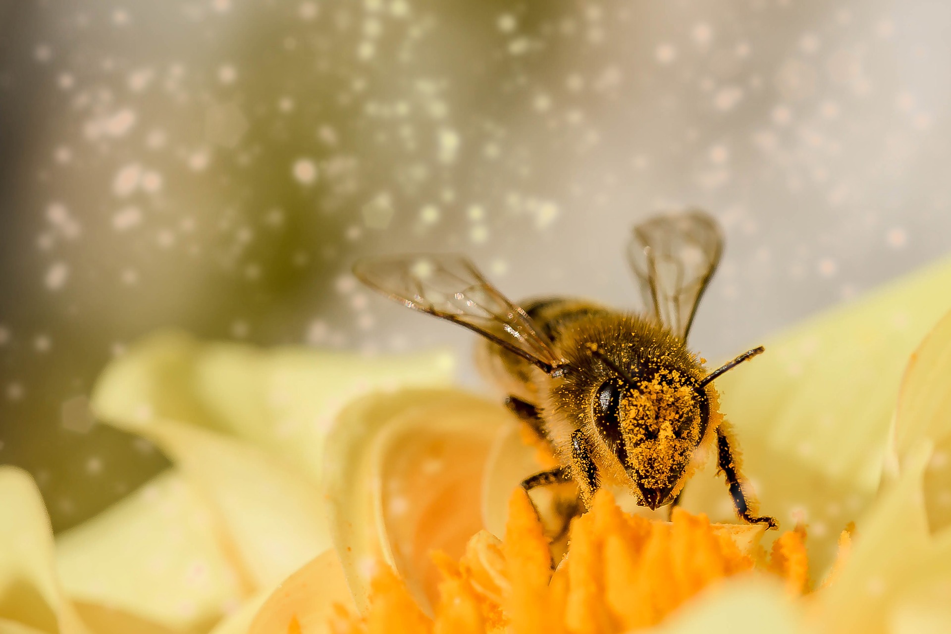 Fünf Gründe für das Bienensterben