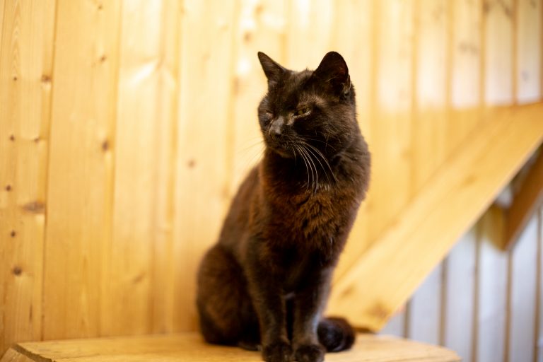 „Besondere“ Tiere: schwer vermittelbar, einfach zu lieben