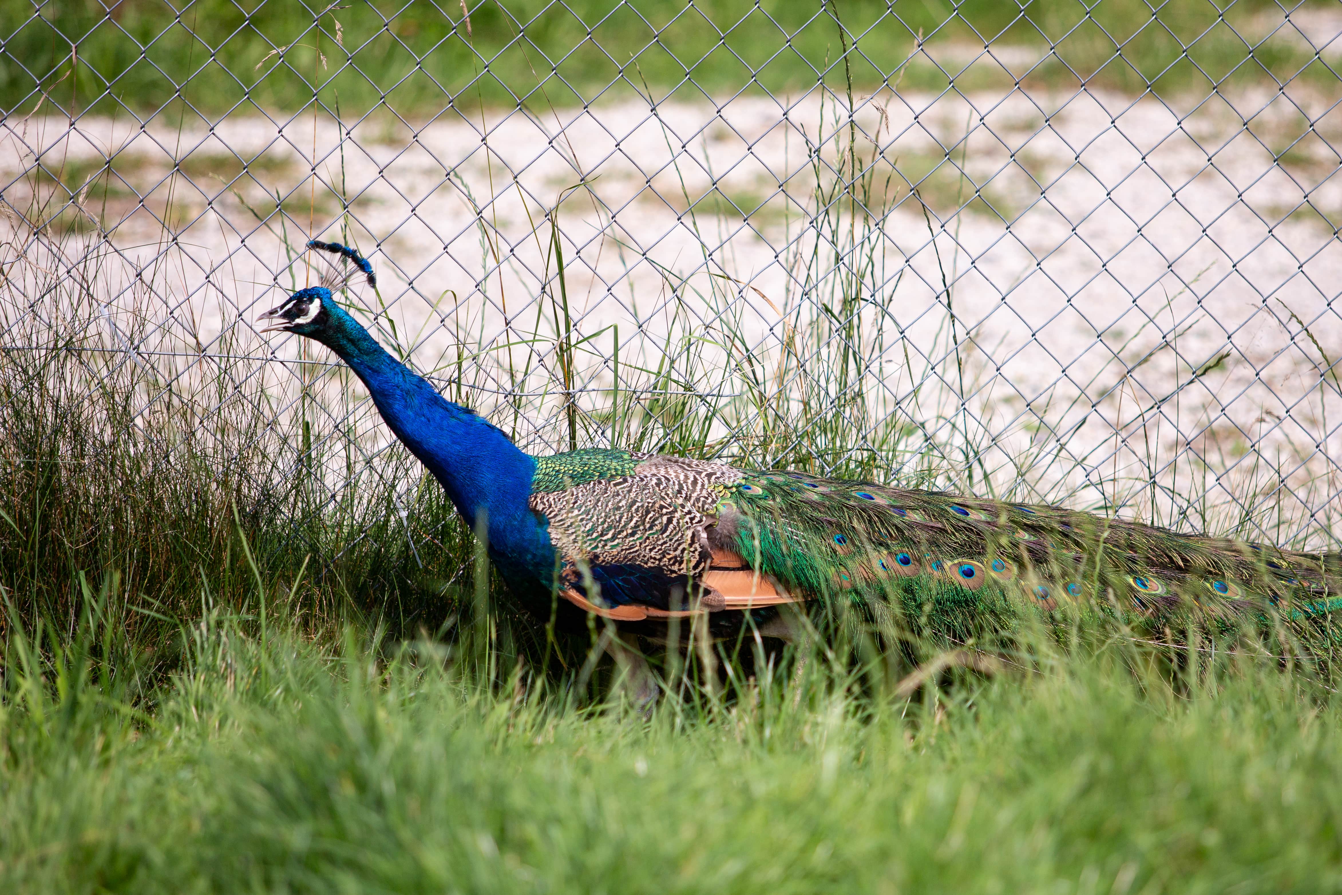 Eine Freundin für Pfau Waldemar: Emma zieht ein