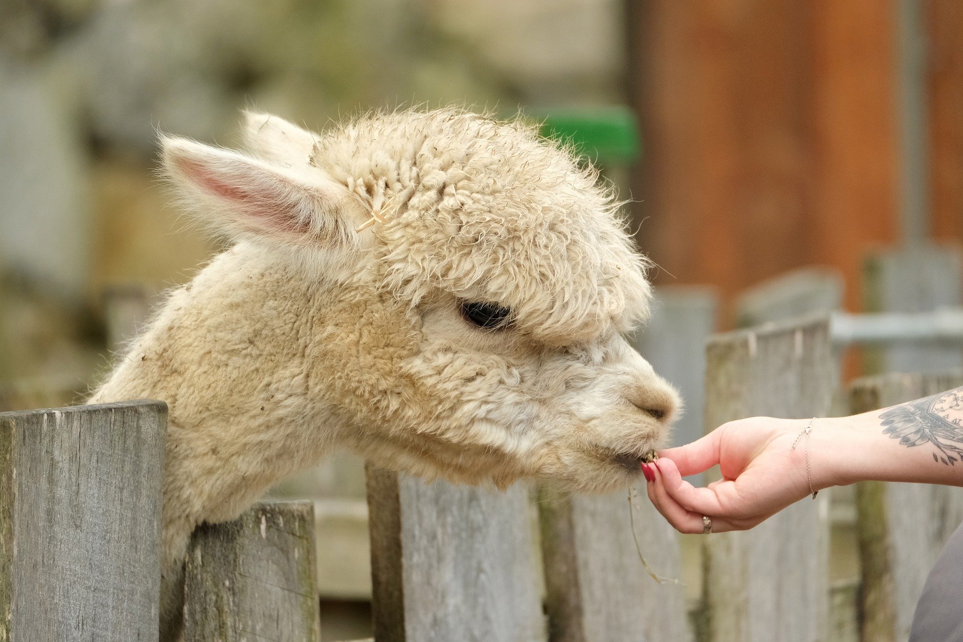 „Füttern verboten“: Unerlaubtes Füttern kann Tiere töten!