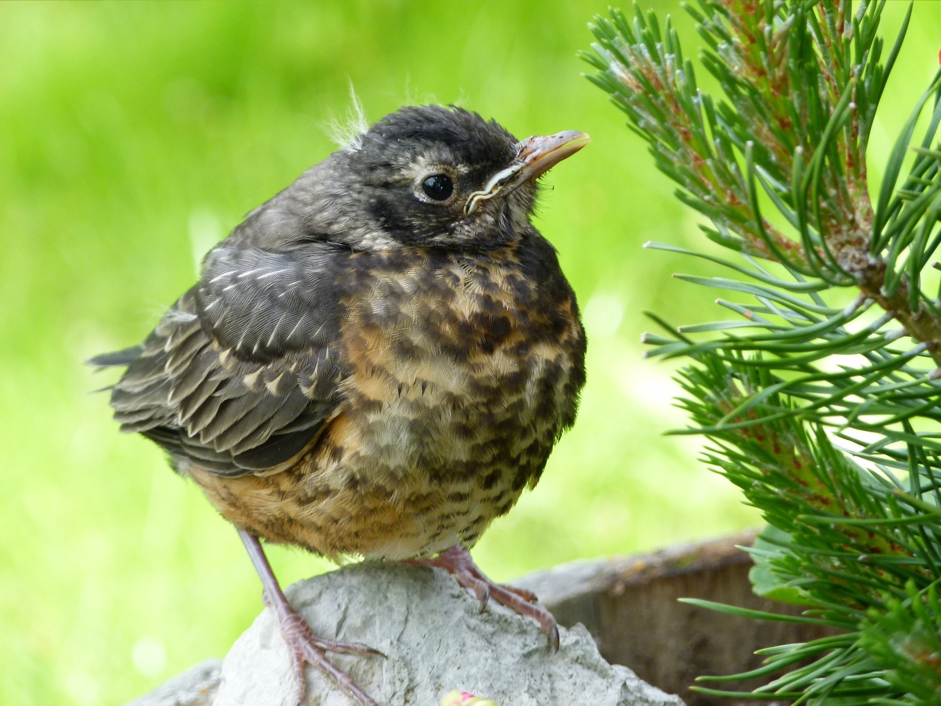 Vogelkind gefunden – was tun?