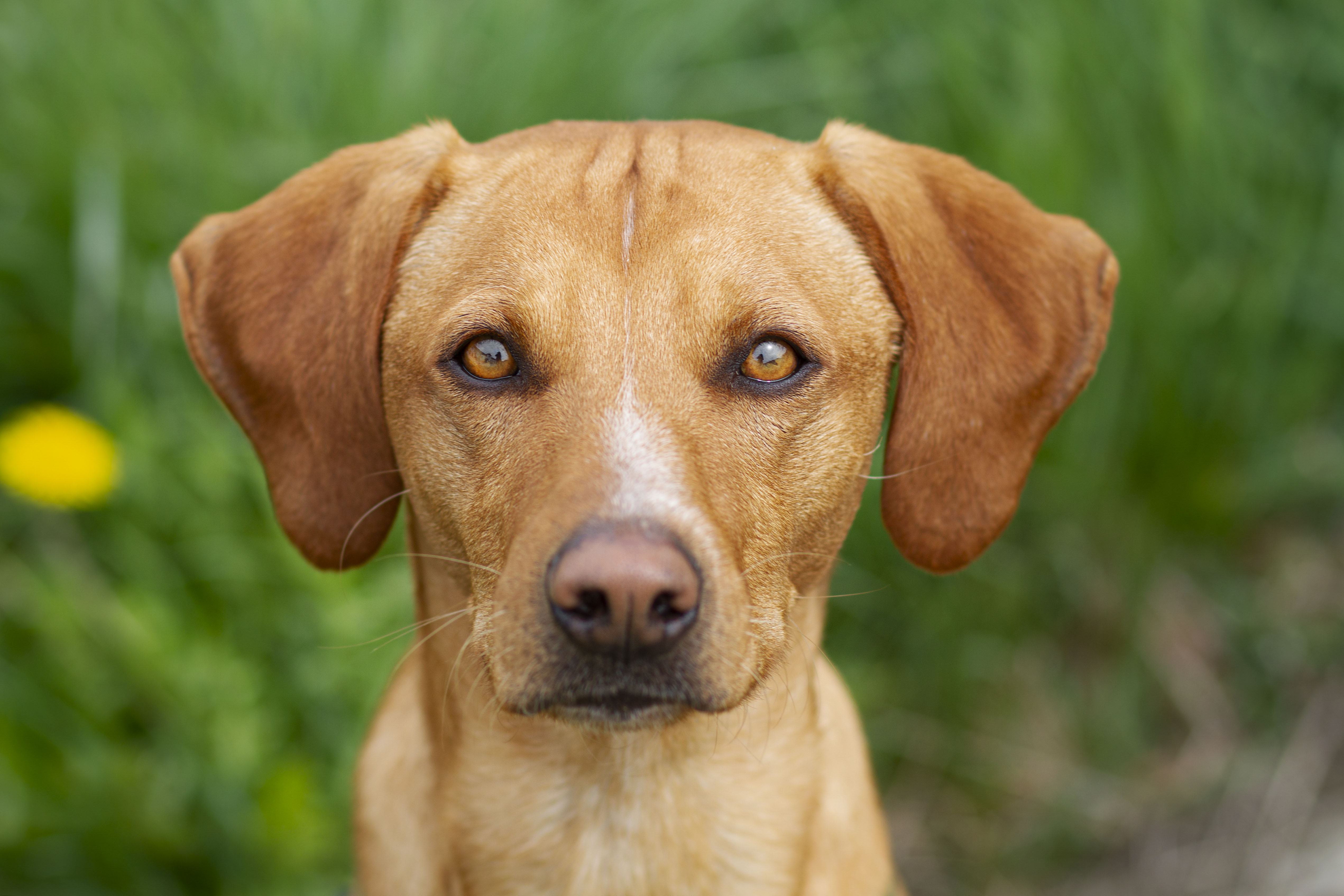 Hilfe für Happy: dreibeiniger Jungspund sucht ein Zuhause!