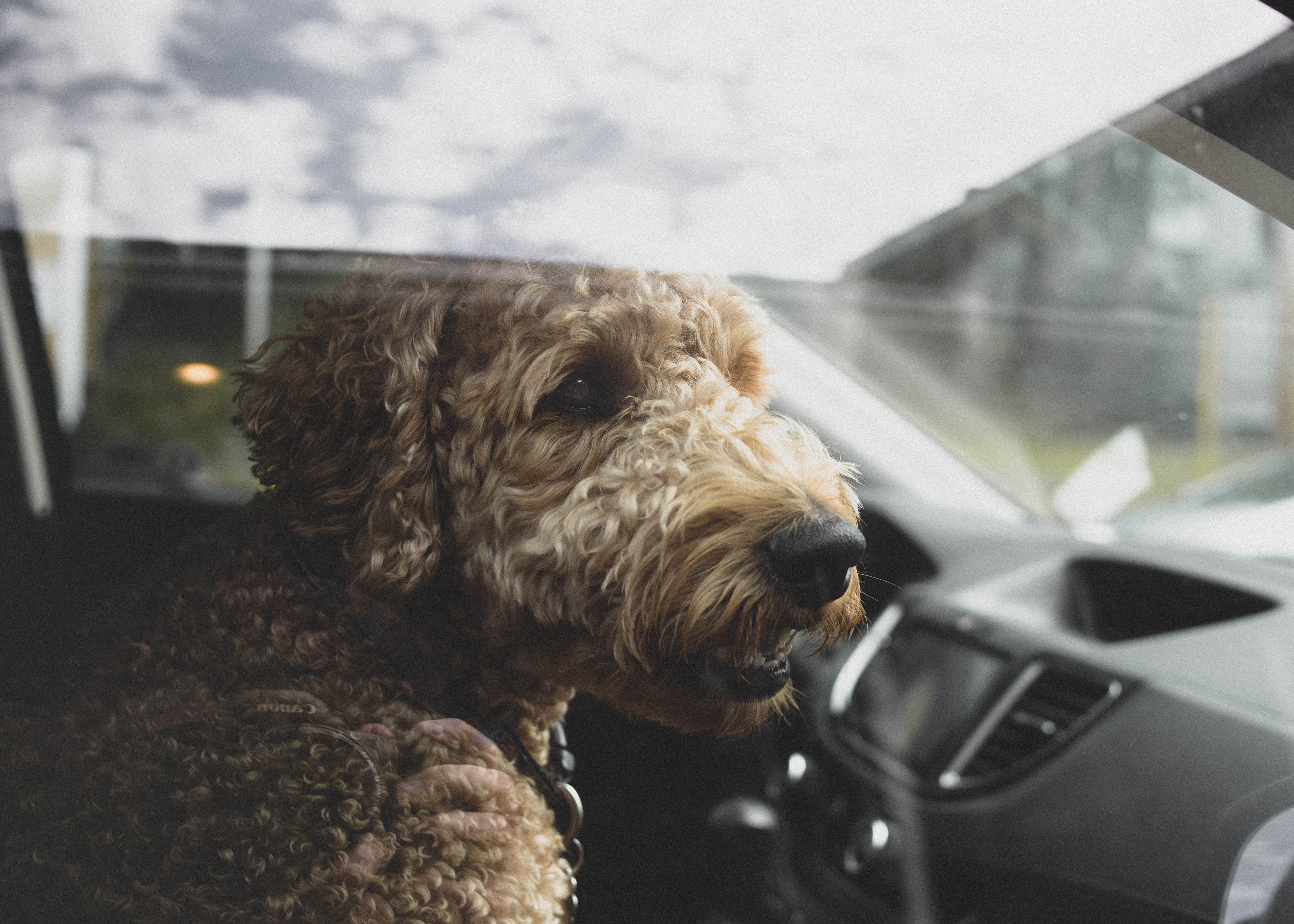 Hund im Auto: Hitzegefahr im Sommer