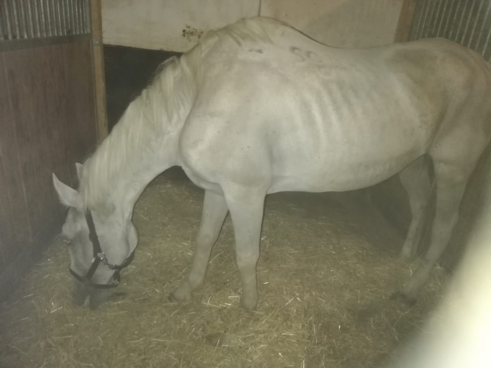 Lipizzanerstute Capriola: ein Opfer des Online-Tierhandels