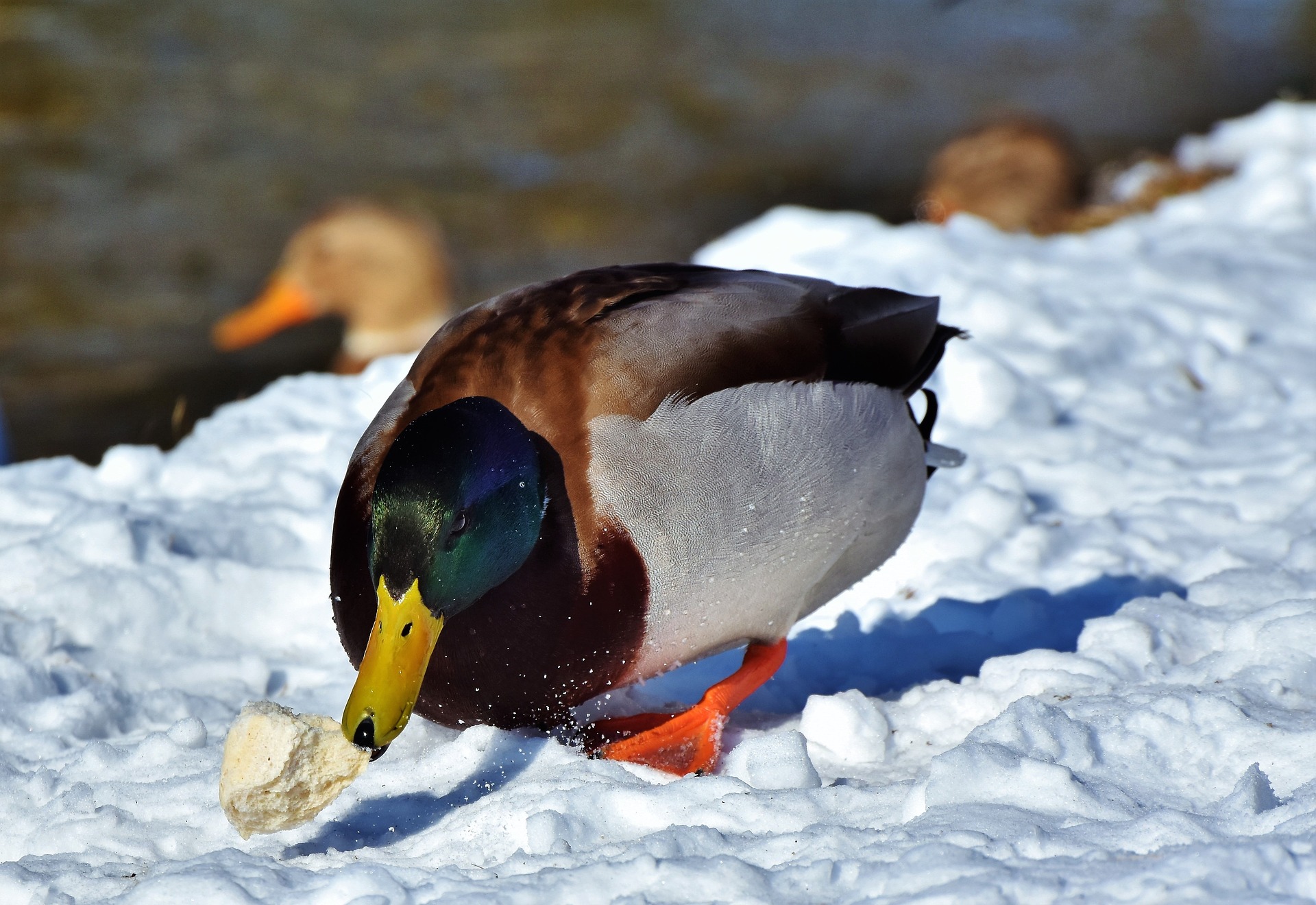 Wasservögel füttern: ja oder nein?