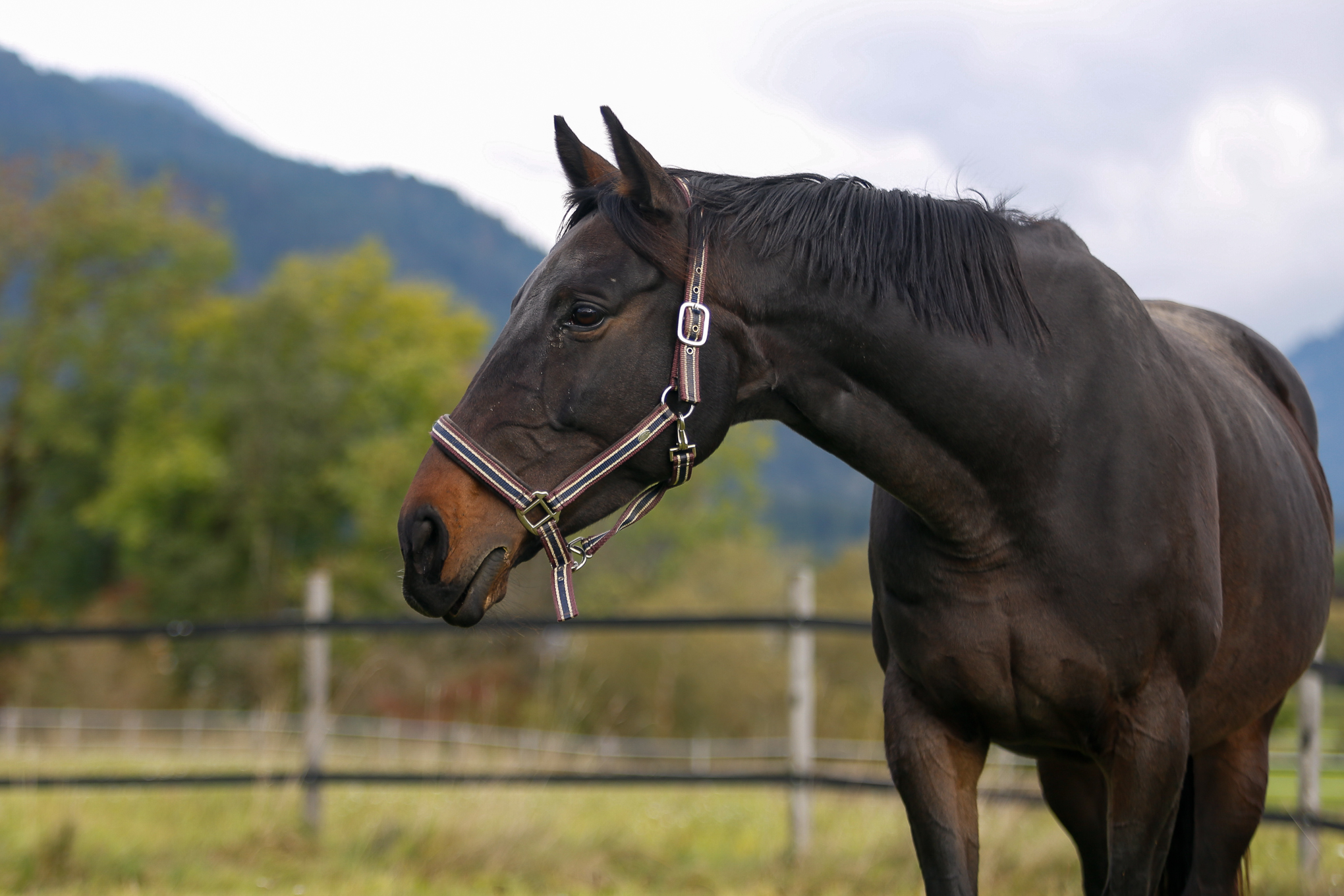 Neuerlicher Betrugsfall: Warmblutstute Mädi