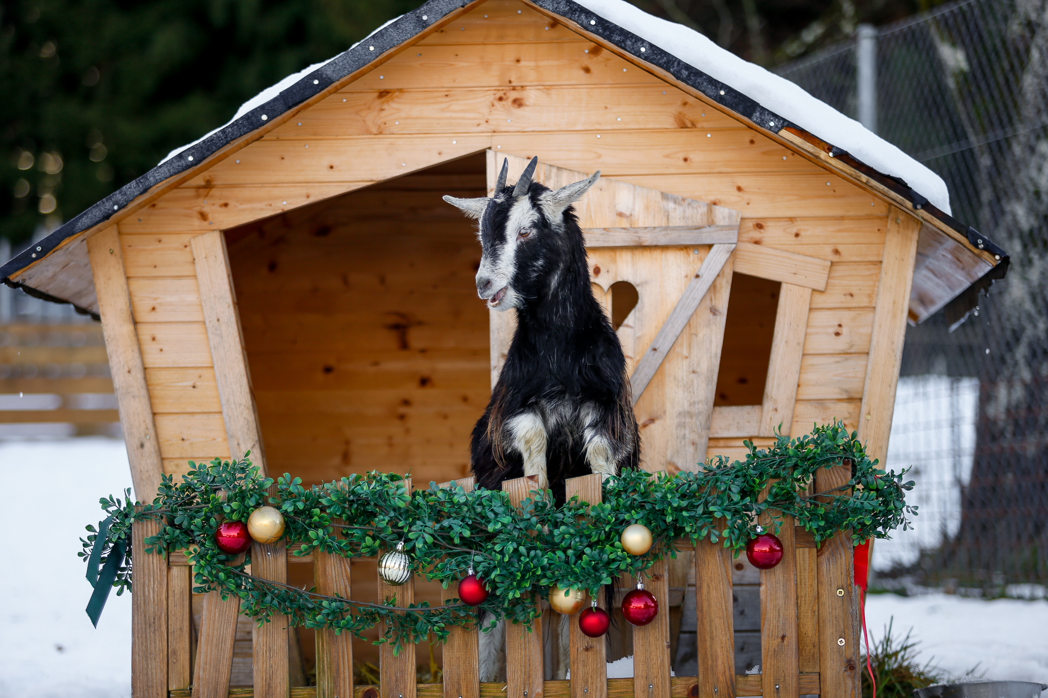 Tier-Patenschaft: Weihnachtsgeschenk mit Weitblick