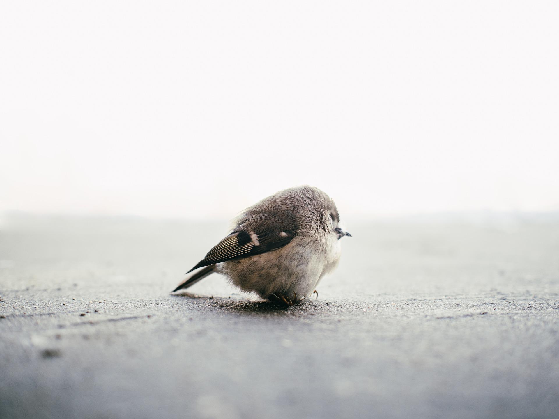 Was tun, wenn ein Vogel gegen die Scheibe fliegt?