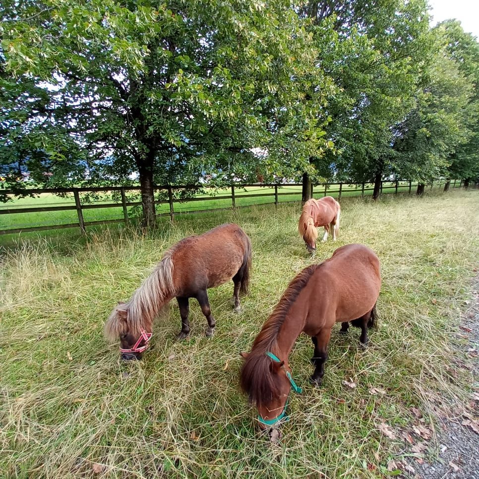 Das aufgeweckte Mini-Trio Indy, Henni und Kerbeross