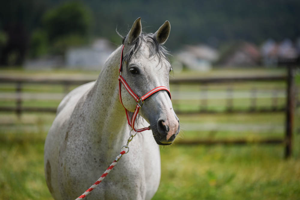 Der sportliche Freudi